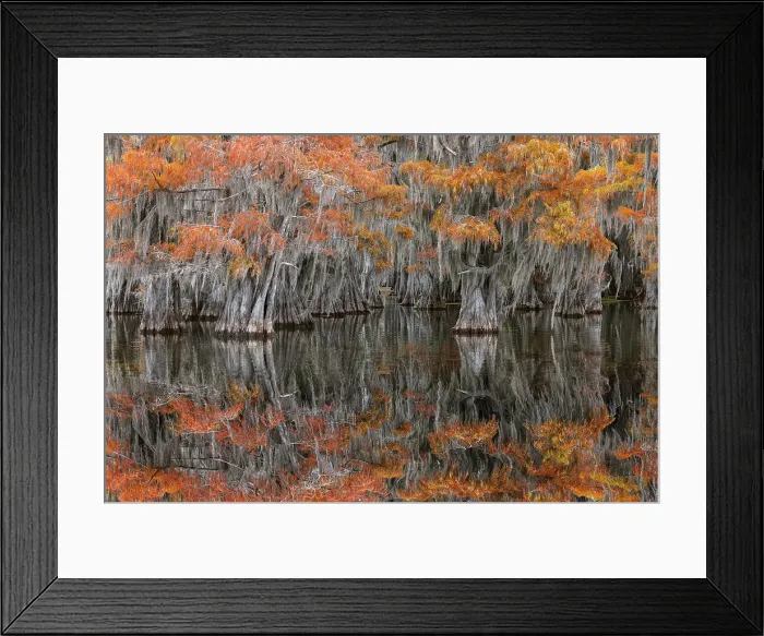 Framed Print : Autumn colors on Caddo Lake, Texas. Worlds largest bald cypress forest