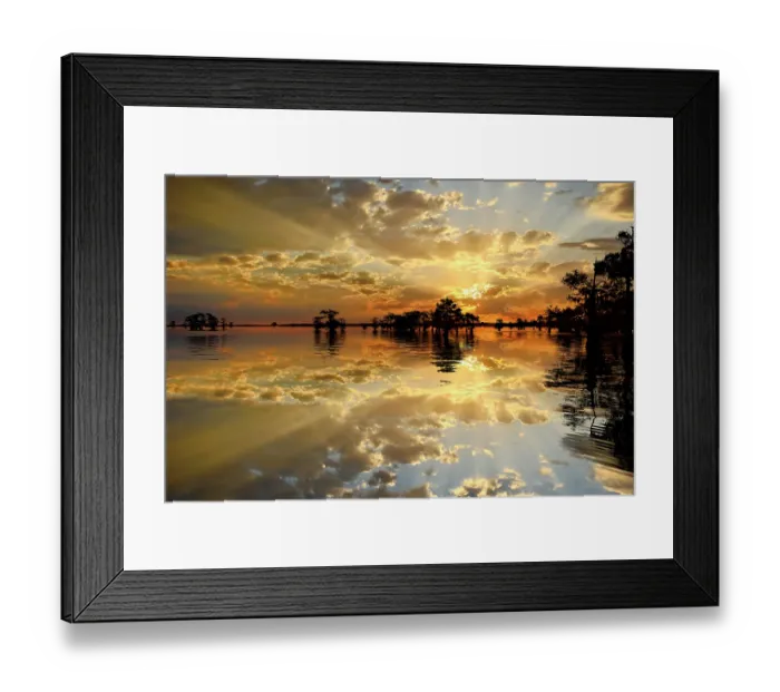 Framed Print : Bald cypress trees silhouetted at sunset, Caddo Lake, Texas. Worlds largest bald cypress forest