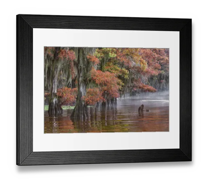Framed Print : Autumn colors on Caddo Lake, Texas. Worlds largest bald cypress forest Framed Print : Autumn colors on Caddo Lake, Texas. Worlds largest bald cypress forest