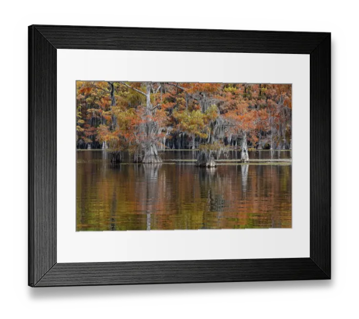 Framed Print : Autumn colors on Caddo Lake, Texas. Worlds largest bald cypress forest Framed Print : Autumn colors on Caddo Lake, Texas. Worlds largest bald cypress forest