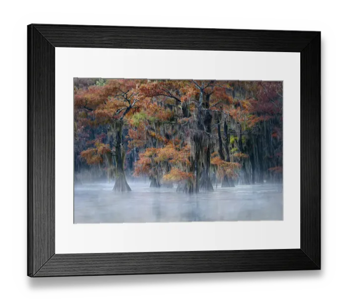 Framed Print : Autumn colors on Caddo Lake, Texas. Worlds largest bald cypress forest Framed Print : Autumn colors on Caddo Lake, Texas. Worlds largest bald cypress forest