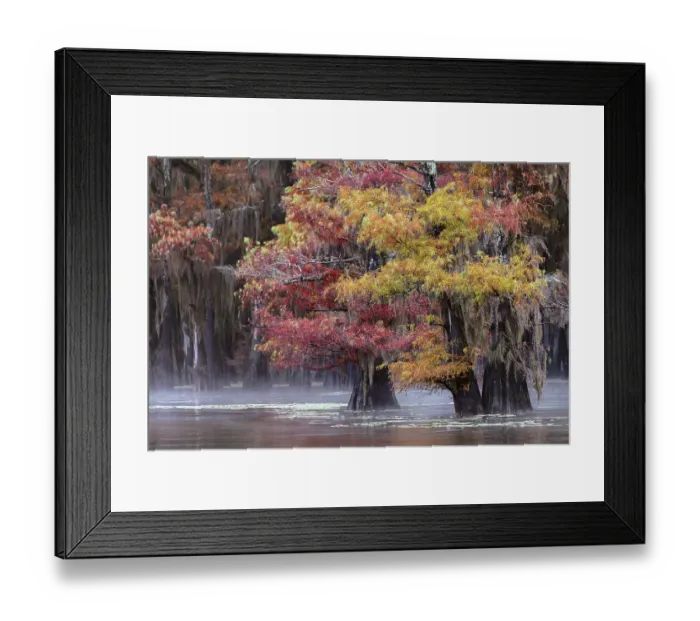 Framed Print : Autumn colors on Caddo Lake, Texas. Worlds largest bald cypress forest