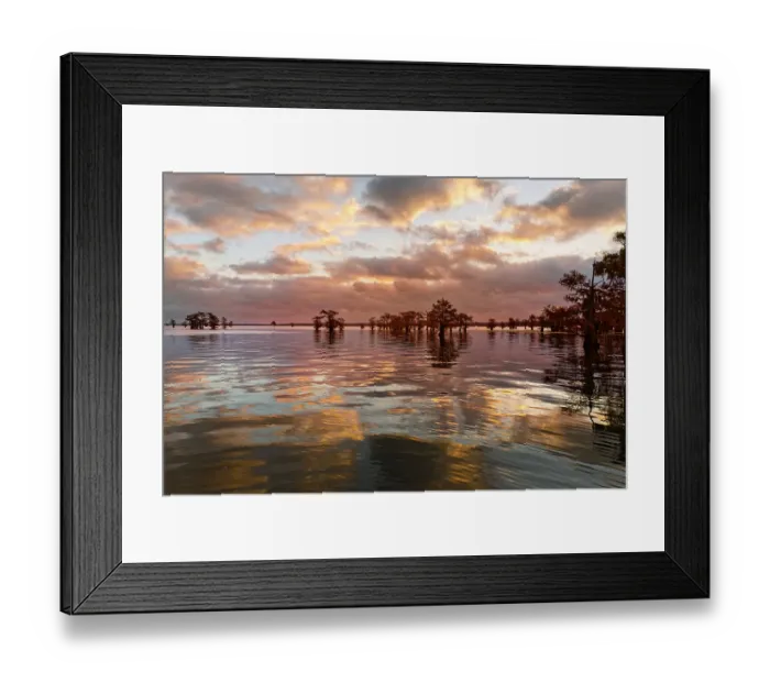 Framed Print : Bald cypress trees silhouetted at sunset, Caddo Lake, Texas. Worlds largest bald cypress forest Framed Print : Bald cypress trees silhouetted at sunset, Caddo Lake, Texas. Worlds largest bald cypress forest