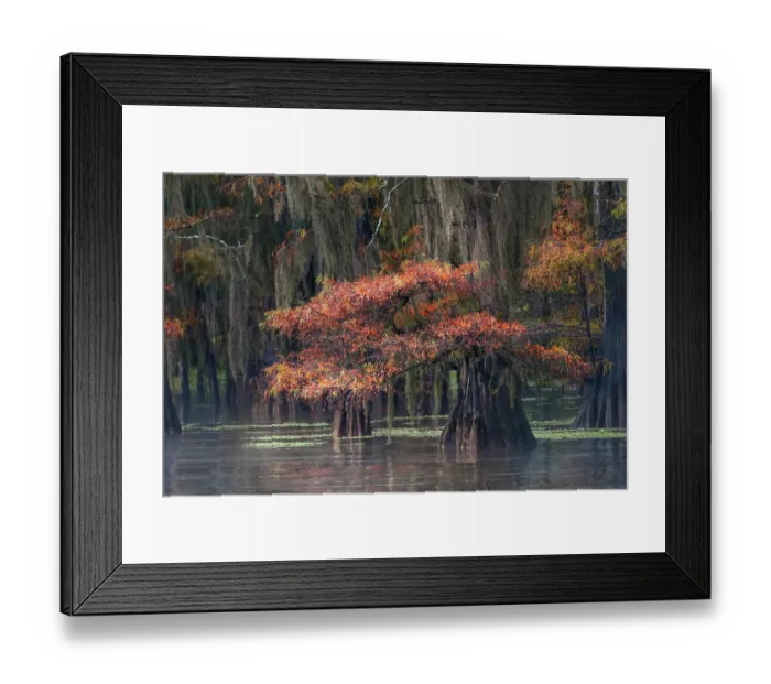 Framed Print : Autumn colors on Caddo Lake, Texas. Worlds largest bald cypress forest Framed Print : Autumn colors on Caddo Lake, Texas. Worlds largest bald cypress forest