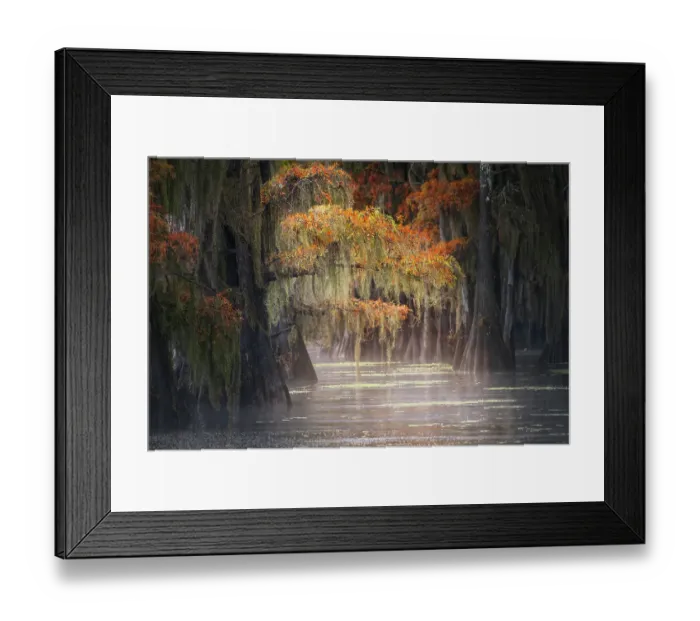 Framed Print : Autumn colors on Caddo Lake, Texas. Worlds largest bald cypress forest Framed Print : Autumn colors on Caddo Lake, Texas. Worlds largest bald cypress forest
