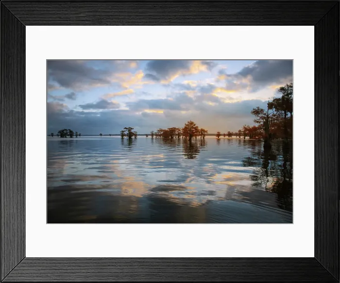 Framed Print : Bald cypress trees silhouetted at sunset, Caddo Lake, Texas. Worlds largest bald cypress forest