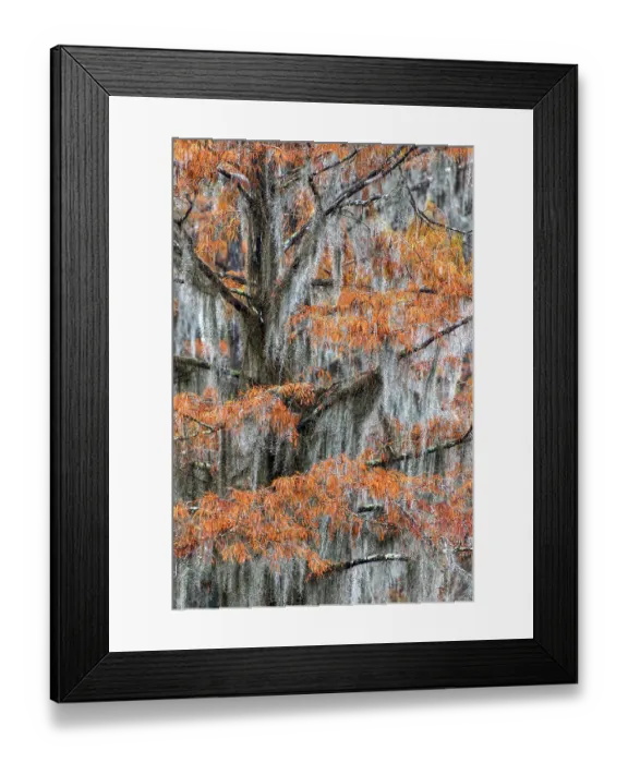 Framed Print : Autumn colors on Caddo Lake, Texas. Worlds largest bald cypress forest Framed Print : Autumn colors on Caddo Lake, Texas. Worlds largest bald cypress forest