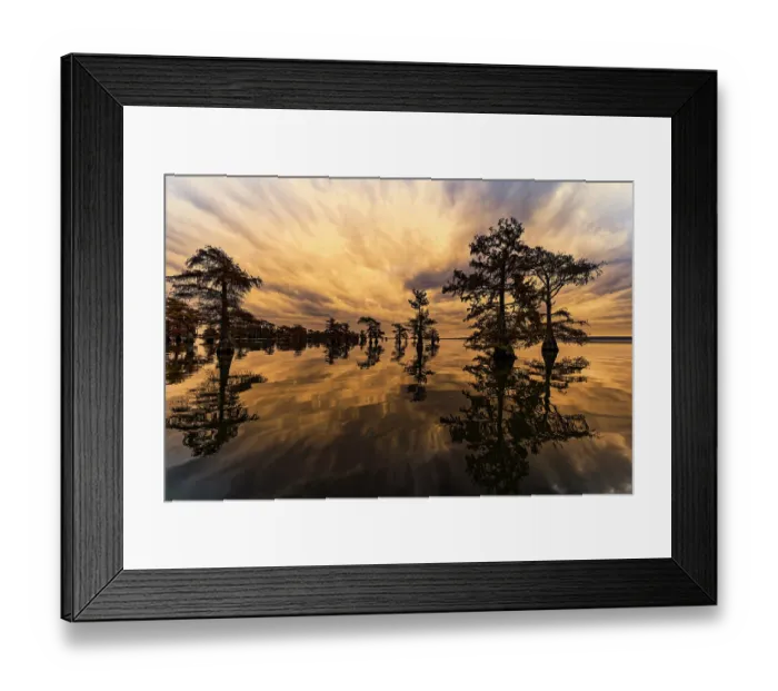 Framed Print : Bald cypress trees silhouetted at sunset, Caddo Lake, Texas. Worlds largest bald cypress forest Framed Print : Bald cypress trees silhouetted at sunset, Caddo Lake, Texas. Worlds largest bald cypress forest