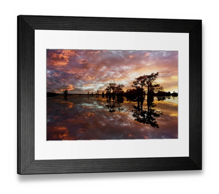 Framed Print : Bald cypress trees silhouetted at sunset, Caddo Lake, Texas. Worlds largest bald cypress forest Framed Print : Bald cypress trees silhouetted at sunset, Caddo Lake, Texas. Worlds largest bald cypress forest