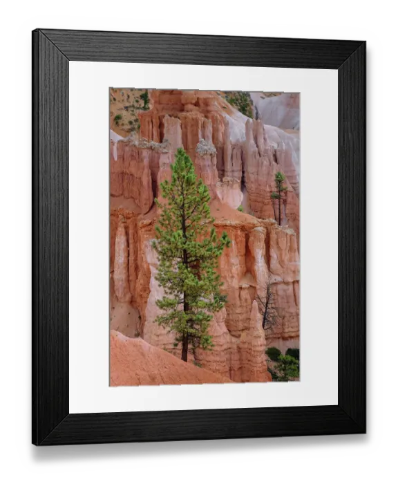 Framed Print : Ponderosa pine and hoodoos Bryce Canyon National Park, Utah Framed Print : Ponderosa pine and hoodoos Bryce Canyon National Park, Utah