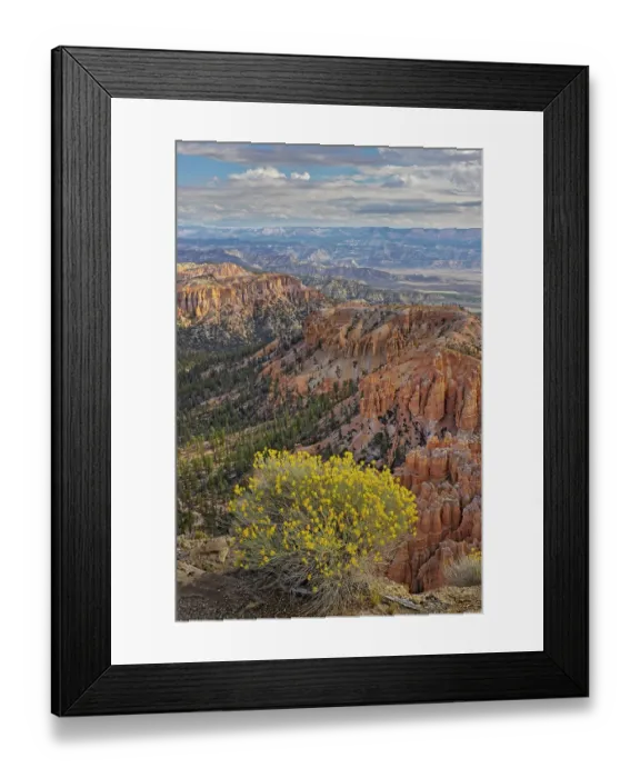 Framed Print : Golden rabbitbrush along rim of Bryce Canyon, Bryce Canyon National Park, Utah