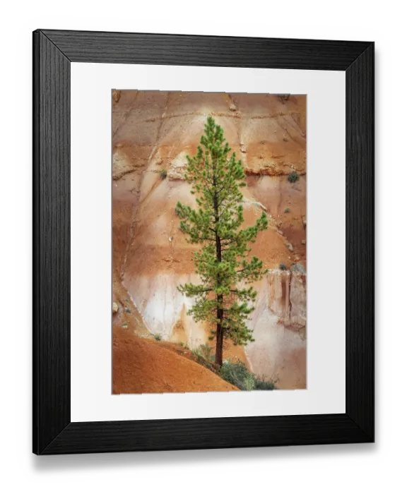 Framed Print : Ponderosa pine and hoodoos Bryce Canyon National Park, Utah Framed Print : Ponderosa pine and hoodoos Bryce Canyon National Park, Utah