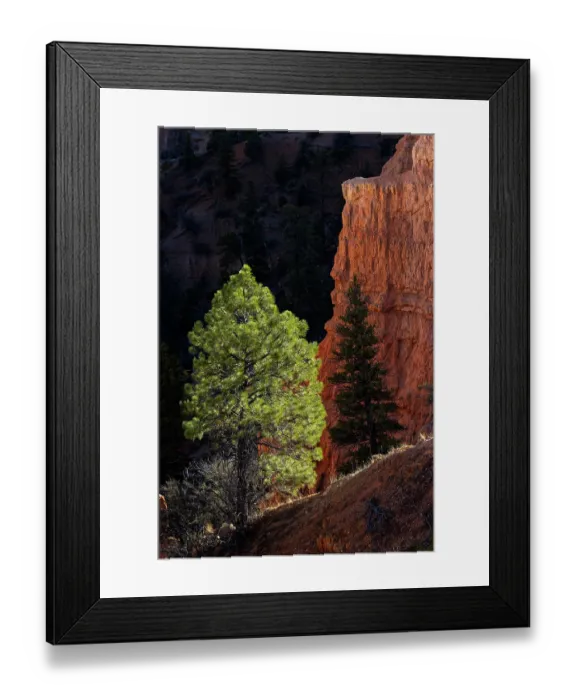 Framed Print : Ponderosa pine and hoodoos Bryce Canyon National Park, Utah