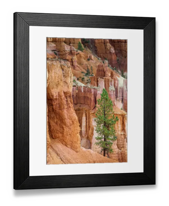 Framed Print : Ponderosa pine and hoodoos Bryce Canyon National Park, Utah Framed Print : Ponderosa pine and hoodoos Bryce Canyon National Park, Utah