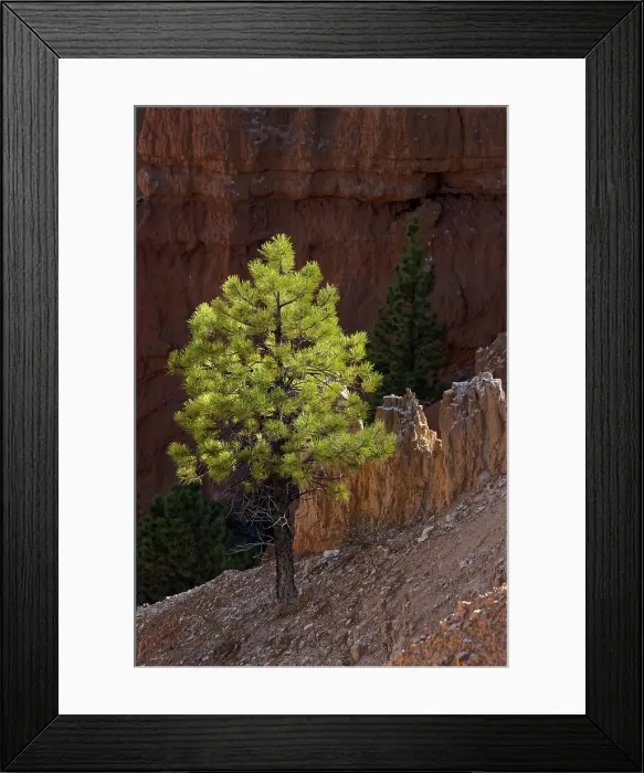 Framed Print : Ponderosa pine and hoodoos Bryce Canyon National Park, Utah Framed Print : Ponderosa pine and hoodoos Bryce Canyon National Park, Utah