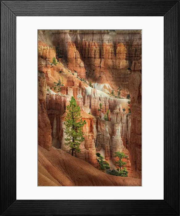 Framed Print : Ponderosa pine and hoodoos Bryce Canyon National Park, Utah Framed Print : Ponderosa pine and hoodoos Bryce Canyon National Park, Utah