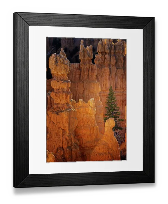Framed Print : Ponderosa pine and hoodoos Bryce Canyon National Park, Utah Framed Print : Ponderosa pine and hoodoos Bryce Canyon National Park, Utah