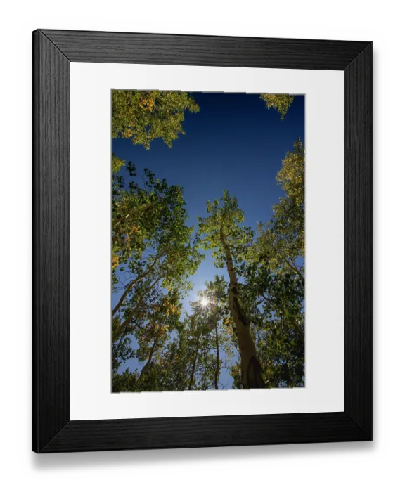 Framed Print : With Fall coming, an aspen grove slowly goes from green to yellow leaves Framed Print : With Fall coming, an aspen grove slowly goes from green to yellow leaves