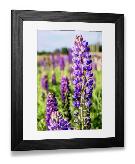 Framed Print : USA, Vermont, Stowe. Field of lupines blooming in spring on Rt 100