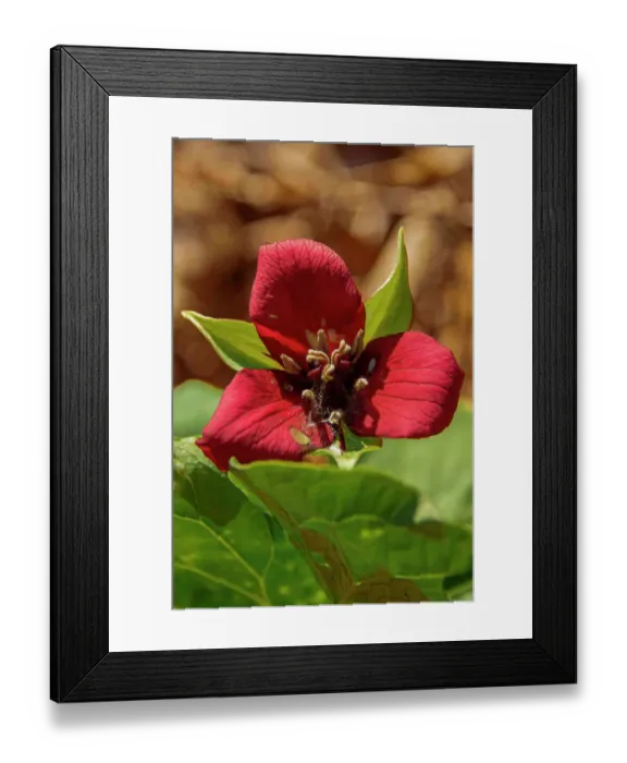 Framed Print : USA, Vermont, Morrisville. Jopson Lane, in between winter and early spring, red trillium flower in the forest (aka Wake Robin) Framed Print : USA, Vermont, Morrisville. Jopson Lane, in between winter and early spring, red trillium flower in the forest (aka Wake Robin)