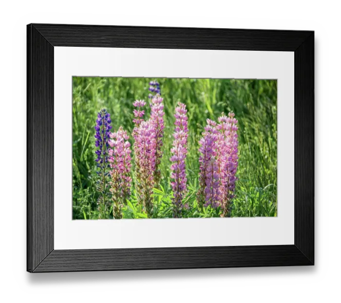 Framed Print : USA, Vermont, Stowe. Field of lupines blooming in spring on Rt 100