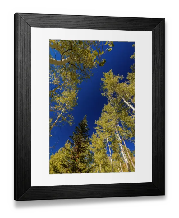 Framed Print : With Fall coming, an aspen grove slowly goes from green to yellow leaves Framed Print : With Fall coming, an aspen grove slowly goes from green to yellow leaves