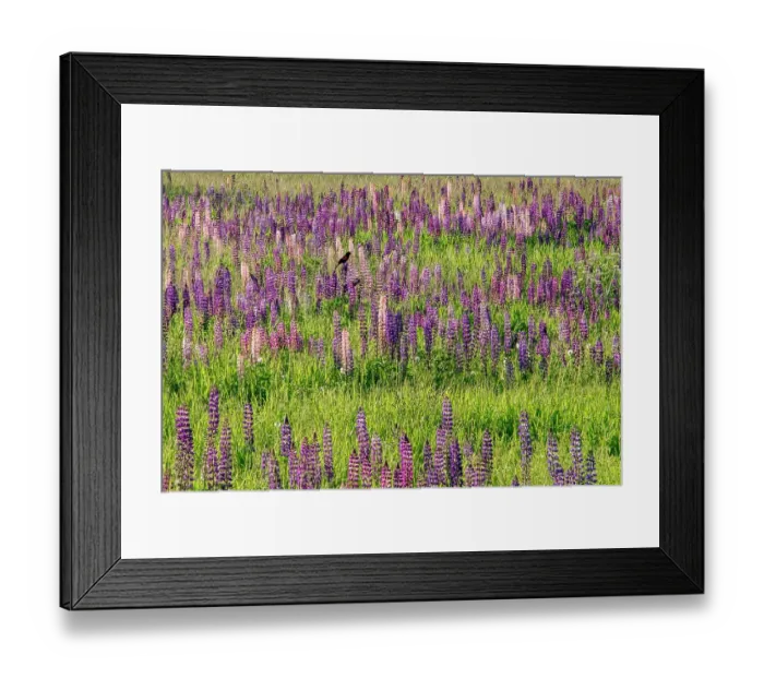 Framed Print : USA, Vermont, Stowe. Field of lupines blooming in spring on Rt 100, red-wing blackbird perched on a lupine Framed Print : USA, Vermont, Stowe. Field of lupines blooming in spring on Rt 100, red-wing blackbird perched on a lupine