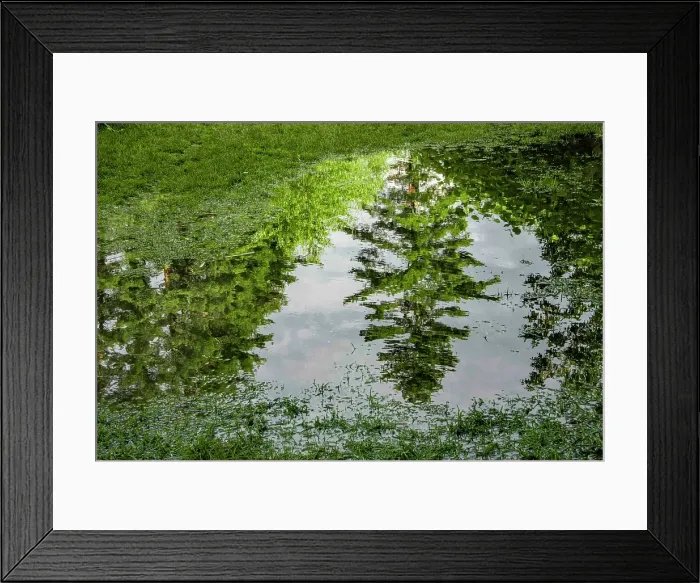 Framed Print : USA, Vermont, Stowe. Trees reflected in springtime puddle Framed Print : USA, Vermont, Stowe. Trees reflected in springtime puddle