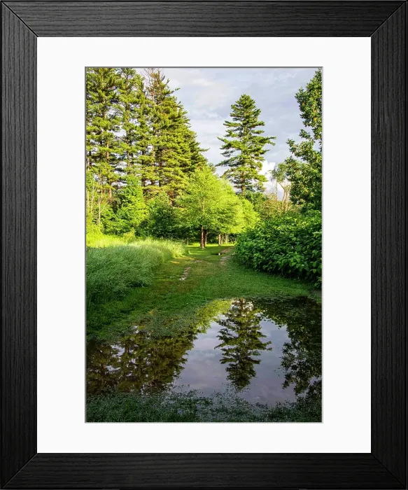 Framed Print : USA, Vermont, Stowe. Trees reflected in springtime puddle