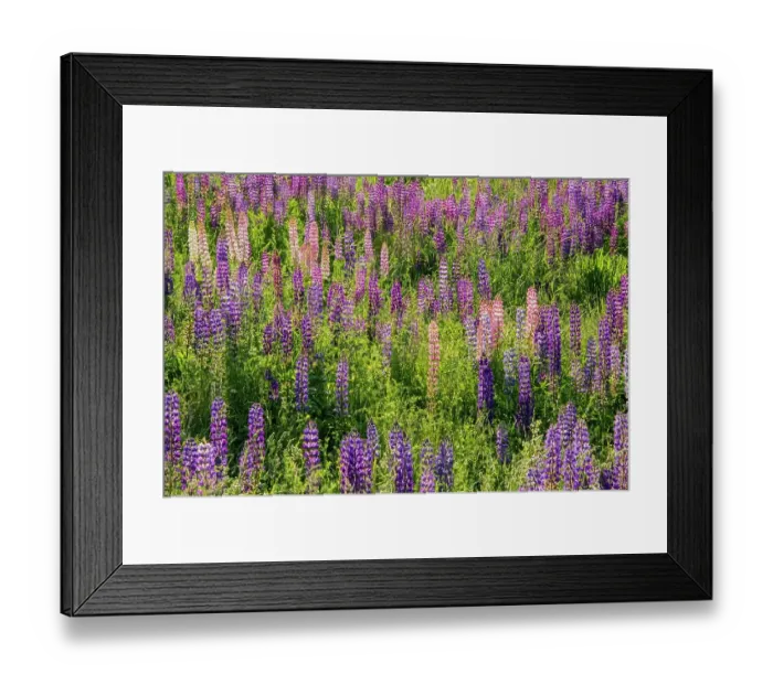 Framed Print : USA, Vermont, Stowe. Field of lupines blooming in spring on Rt 100 Framed Print : USA, Vermont, Stowe. Field of lupines blooming in spring on Rt 100