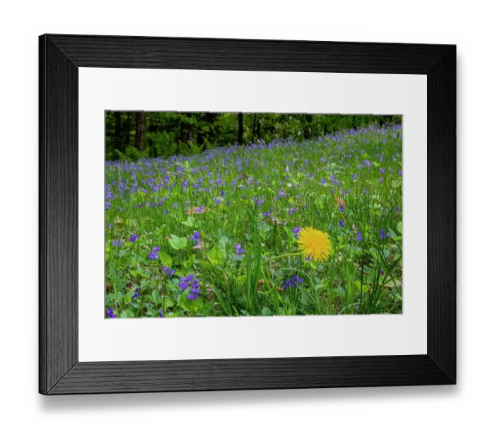 Framed Print : USA, Vermont, Morrisville. Jopson Lane, spring lawn with violets and dandelion Framed Print : USA, Vermont, Morrisville. Jopson Lane, spring lawn with violets and dandelion