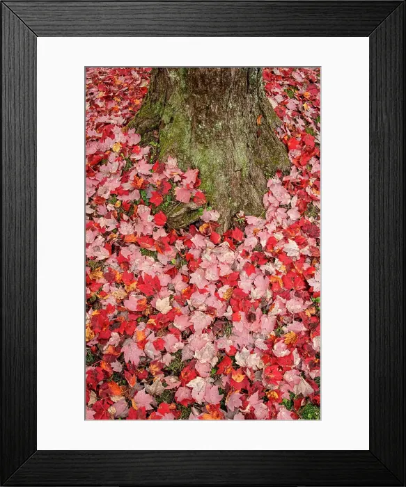 Framed Print : USA, Vermont, Morrisville. Red maple leaves as a carpet on the ground