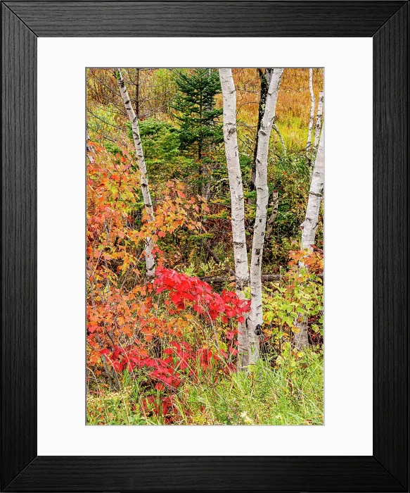 Framed Print : USA, Vermont, Stowe. Mountain road fall foliage Framed Print : USA, Vermont, Stowe. Mountain road fall foliage