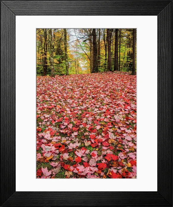 Framed Print : USA, Vermont, Morrisville. Red maple (Acer rubrum) leaves as a carpet on the ground Framed Print : USA, Vermont, Morrisville. Red maple (Acer rubrum) leaves as a carpet on the ground