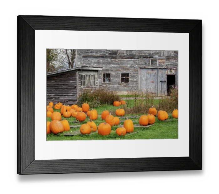 Framed Print : USA, Vermont, Morristown. Pumpkins for sale at old egg farm Framed Print : USA, Vermont, Morristown. Pumpkins for sale at old egg farm