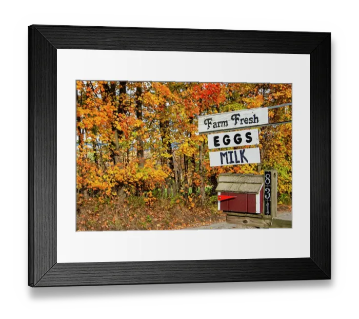 Framed Print : USA, Vermont, Lamoille County, Morrisville, trees in colorful autumn leaves, and sign for local Mennonite farm stand selling dairy products. (Editorial Use Only)