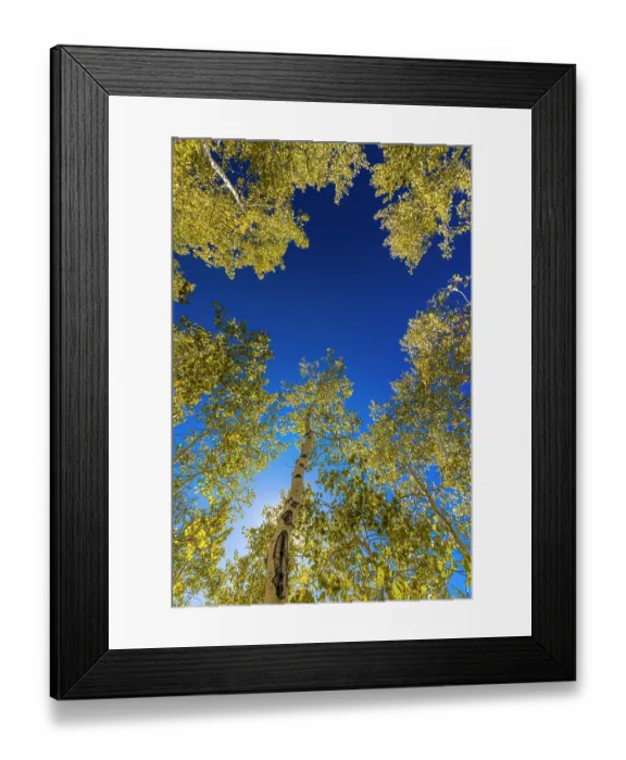Framed Print : With Fall coming, an aspen grove slowly goes from green to yellow leaves