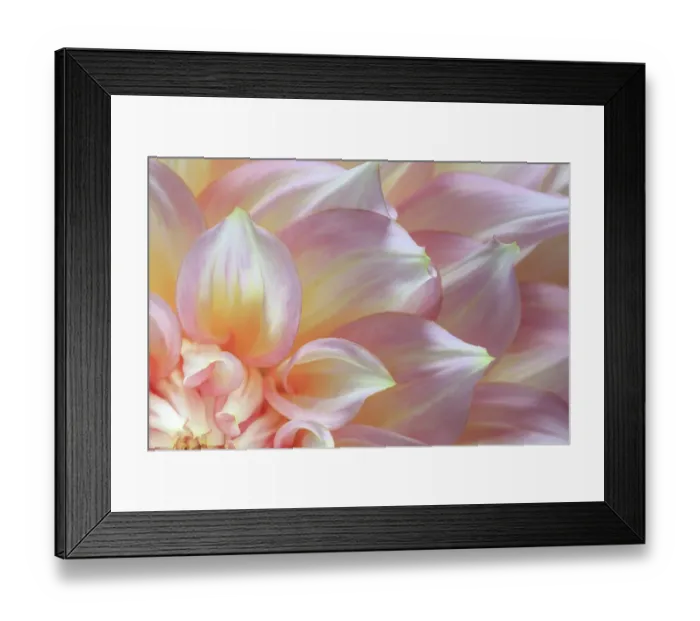 Framed Print : USA, Washington State, Seabeck. Dahlia flower detail. ©Don Paulson  /  Jaynes Gallery  /  DanitaDelimont.com