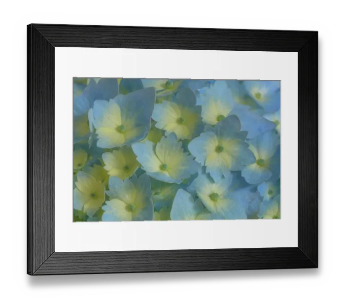 Framed Print : USA, Washington State, Seabeck. Close-up of blue and yellow hydrangea flowers. ©Don Paulson / Jaynes Gallery / DanitaDelimont.com Framed Print : USA, Washington State, Seabeck. Close-up of blue and yellow hydrangea flowers. ©Don Paulson / Jaynes Gallery / DanitaDelimont.com