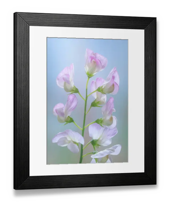 Framed Print : USA, Washington State. Close-up of sweet pea blossoms. ©Don Paulson  /  Jaynes Gallery  /  DanitaDelimont.com