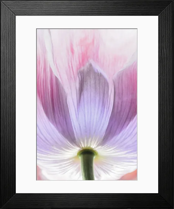 Framed Print : USA, Washington State, Seabeck. Close-up of poppy blossom. ©Don Paulson / Jaynes Gallery / DanitaDelimont.com Framed Print : USA, Washington State, Seabeck. Close-up of poppy blossom. ©Don Paulson / Jaynes Gallery / DanitaDelimont.com