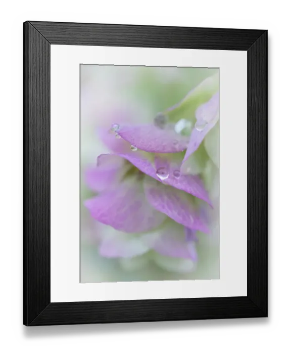 Framed Print : USA, Washington State, Seabeck. Raindrops on ornamental oregano petals. ©Don Paulson / Jaynes Gallery / DanitaDelimont.com Framed Print : USA, Washington State, Seabeck. Raindrops on ornamental oregano petals. ©Don Paulson / Jaynes Gallery / DanitaDelimont.com