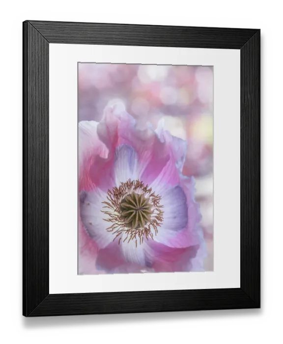 Framed Print : USA, Washington State, Seabeck. Close-up of poppy blossom. ©Don Paulson  /  Jaynes Gallery  /  DanitaDelimont.com