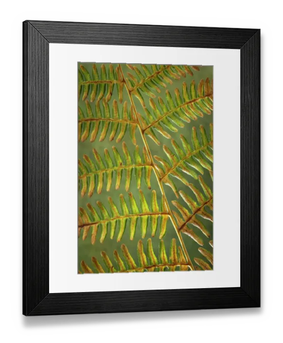 Framed Print : USA, Washington State, Seabeck. Bracken fern detail. ©Don Paulson / Jaynes Gallery / DanitaDelimont.com Framed Print : USA, Washington State, Seabeck. Bracken fern detail. ©Don Paulson / Jaynes Gallery / DanitaDelimont.com