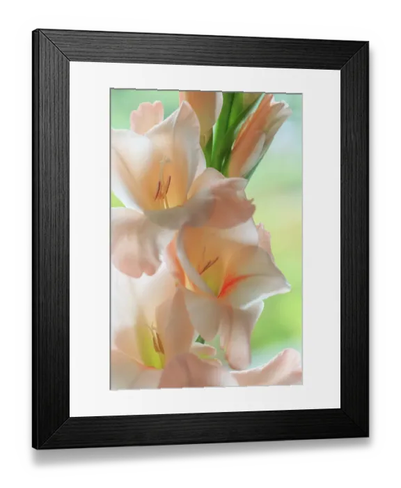 Framed Print : USA, Washington State, Seabeck. Close-up of white gladiola blossoms. ©Don Paulson / Jaynes Gallery / DanitaDelimont.com Framed Print : USA, Washington State, Seabeck. Close-up of white gladiola blossoms. ©Don Paulson / Jaynes Gallery / DanitaDelimont.com