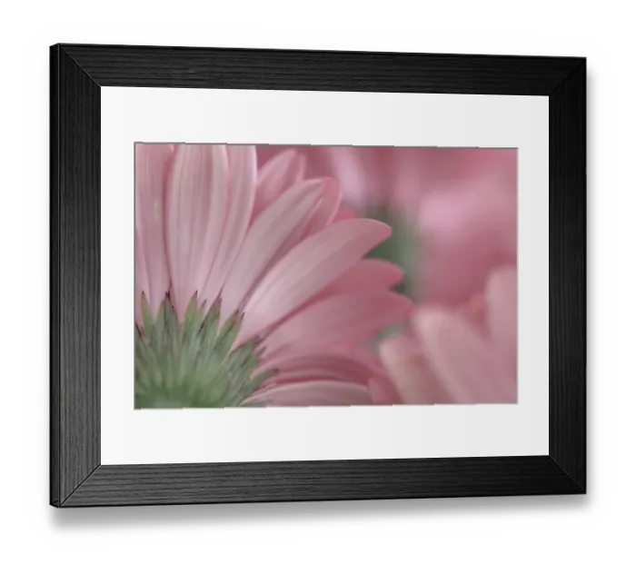 Framed Print : USA, Washington State, Seabeck. Close-up of underside of gerbera daisy. ©Don Paulson / Jaynes Gallery / DanitaDelimont.com Framed Print : USA, Washington State, Seabeck. Close-up of underside of gerbera daisy. ©Don Paulson / Jaynes Gallery / DanitaDelimont.com