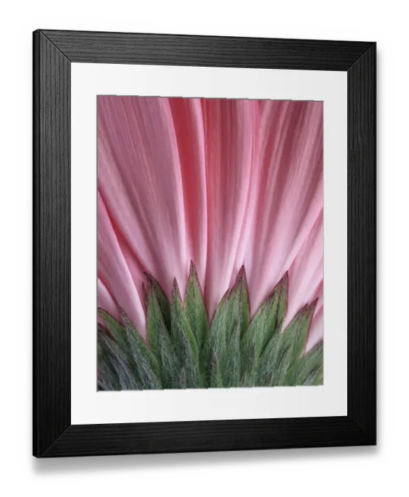Framed Print : USA, Washington State, Seabeck. Close-up of underside of gerbera daisy. ©Don Paulson / Jaynes Gallery / DanitaDelimont.com Framed Print : USA, Washington State, Seabeck. Close-up of underside of gerbera daisy. ©Don Paulson / Jaynes Gallery / DanitaDelimont.com