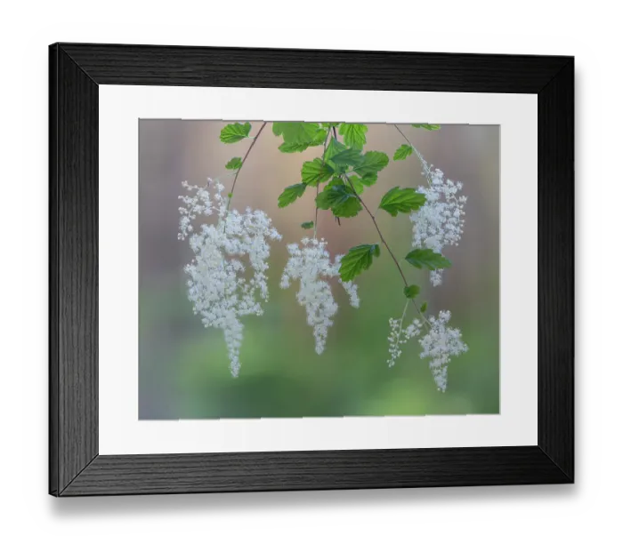 Framed Print : USA, Washington State, Seabeck. Ocean spray flowers on tree limbs. ©Don Paulson / Jaynes Gallery / DanitaDelimont.com Framed Print : USA, Washington State, Seabeck. Ocean spray flowers on tree limbs. ©Don Paulson / Jaynes Gallery / DanitaDelimont.com