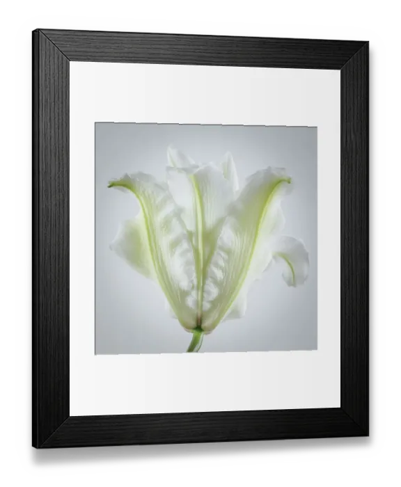 Framed Print : USA, Washington State, Seabeck. Roselily flower close-up. ©Don Paulson / Jaynes Gallery / DanitaDelimont.com Framed Print : USA, Washington State, Seabeck. Roselily flower close-up. ©Don Paulson / Jaynes Gallery / DanitaDelimont.com
