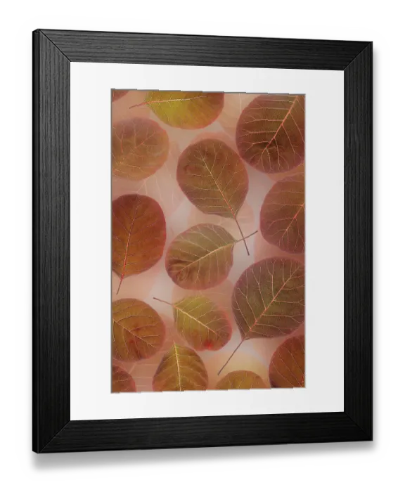 Framed Print : USA, Washington State, Seabeck. Close-up of smoke tree leaves. ©Don Paulson / Jaynes Gallery / DanitaDelimont.com Framed Print : USA, Washington State, Seabeck. Close-up of smoke tree leaves. ©Don Paulson / Jaynes Gallery / DanitaDelimont.com